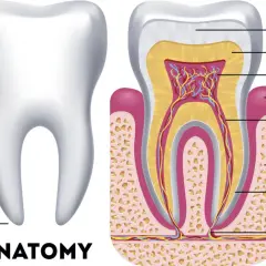 Anatomia zęba: korona, szyjka, korzeń, szkliwo, zębina, miazga, dziąsło, kanał korzeniowy, kość, cement, nerwy i naczynia.